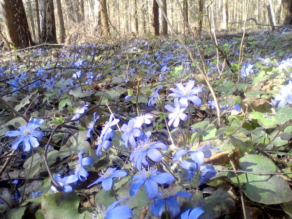 Валентина Фомичева