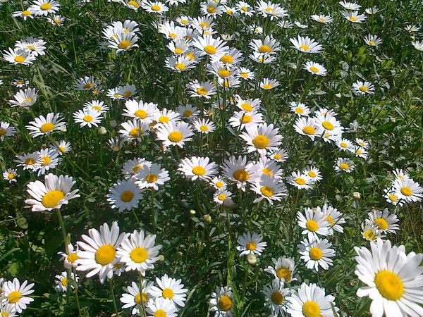 Нина Кашина