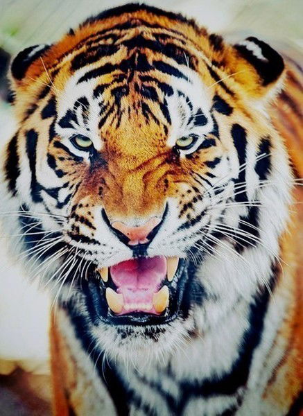 Инспектор Ггтн