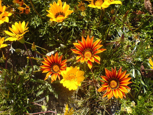 Екатерина Липина