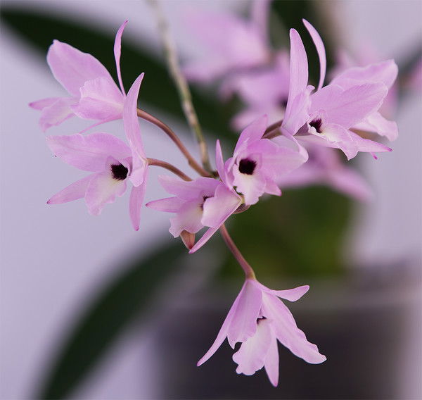 Валентина Валентина