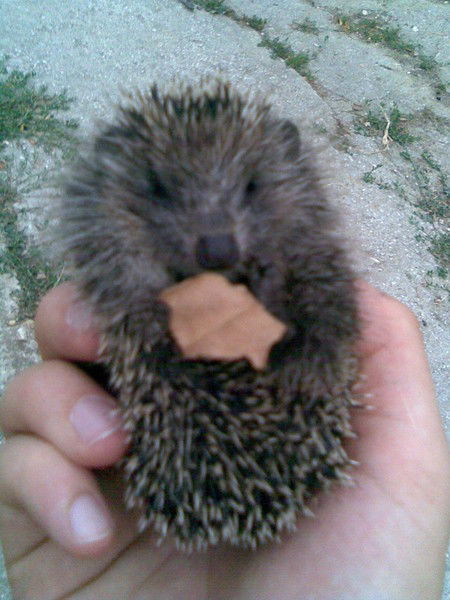 Эдем Аметов