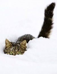 ~Андрей Котовский~