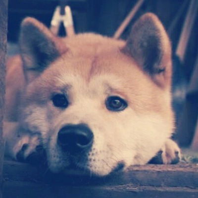 Шалико Циклаури