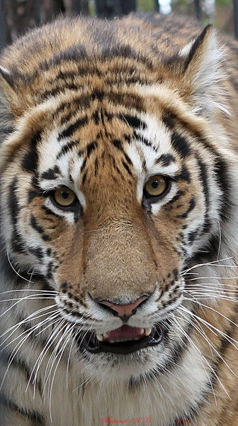 Олег Андреев