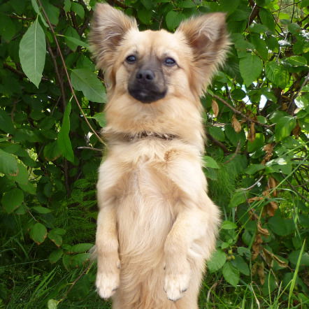 Дамир Халикулов