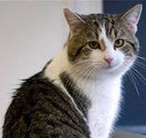 Сергей Целиков