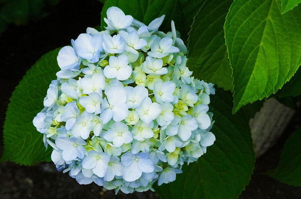 Айымгул Косалиева