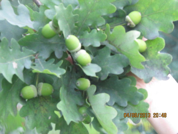 Раиса Бугаенко