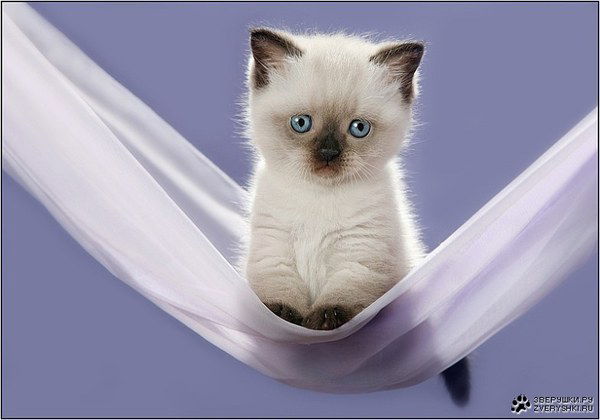 Павел Павлик