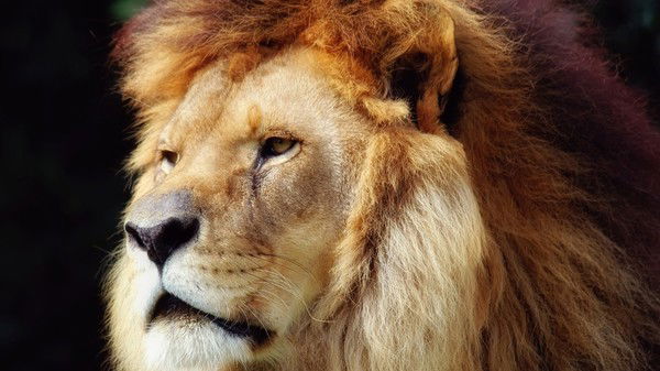 Иван Онушко