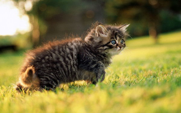 Алина Бодрых