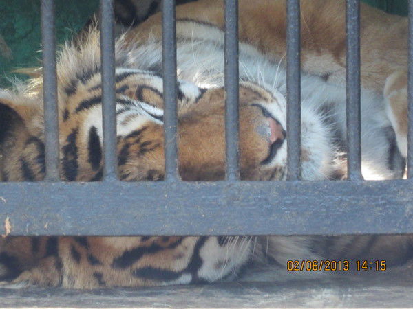 Вячеслав Шиляев