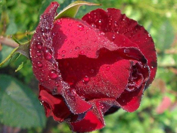 Наталья Пшеничная