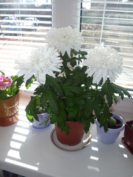 Наталья Мамаева