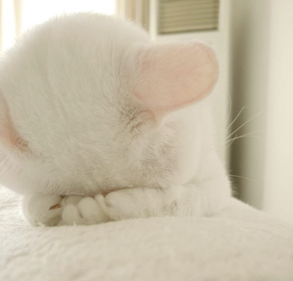 Люда Павличенко