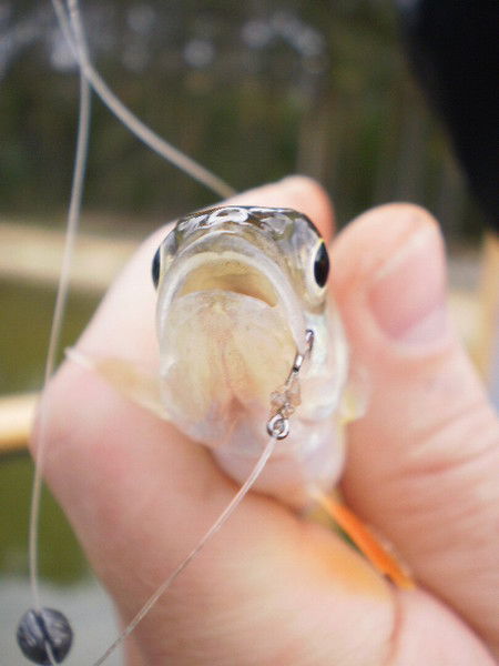 Елена Яковлева