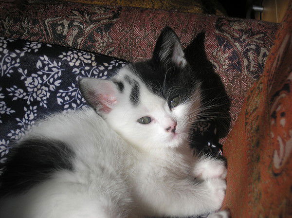 Елена Вавилова