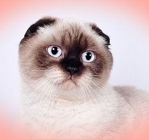 Питомник Bodiam