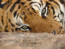 Мария Петровская