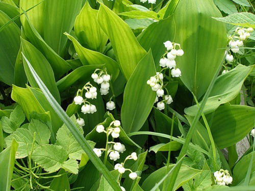 Роман Камински