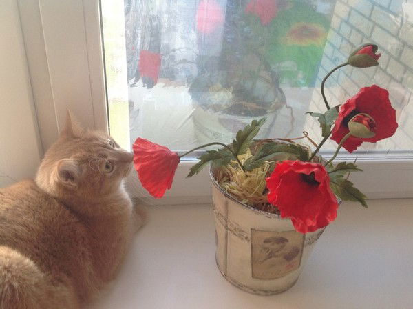 Елена Николаевна