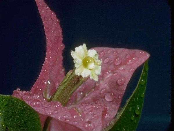 Мухаббати Давлат