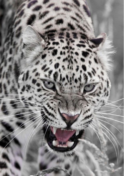 Елена #домрачева#