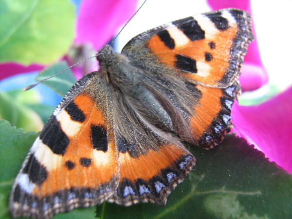 Юлиана Смирнова