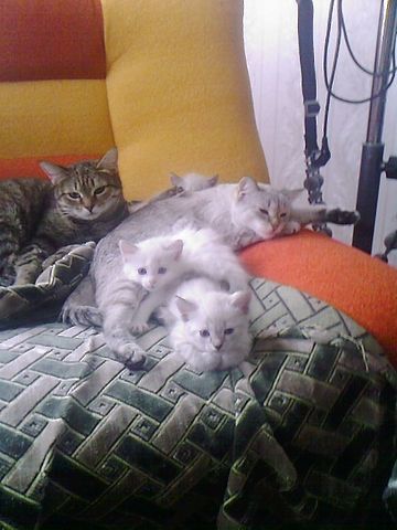 Елена Мечта