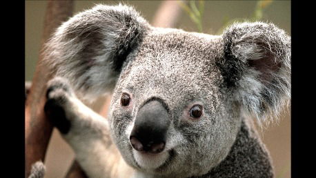 Владимир Орлов