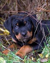 Александр Воробьев