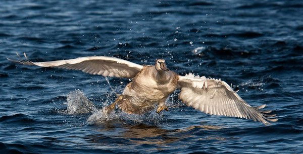 Даниил Степанов
