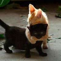 Арина Синдякова