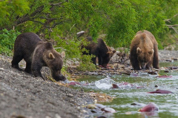 Егор Гадаейнг