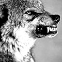 Абакар Алиев