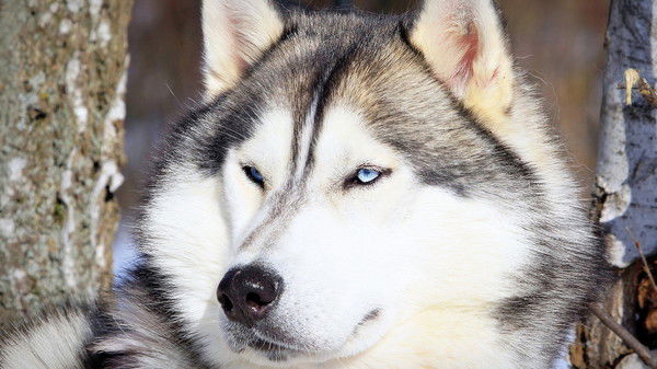 Евгений Грициенко