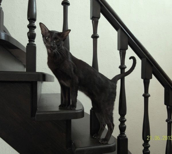 Марина Жарая