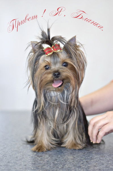 Александр Разумовский