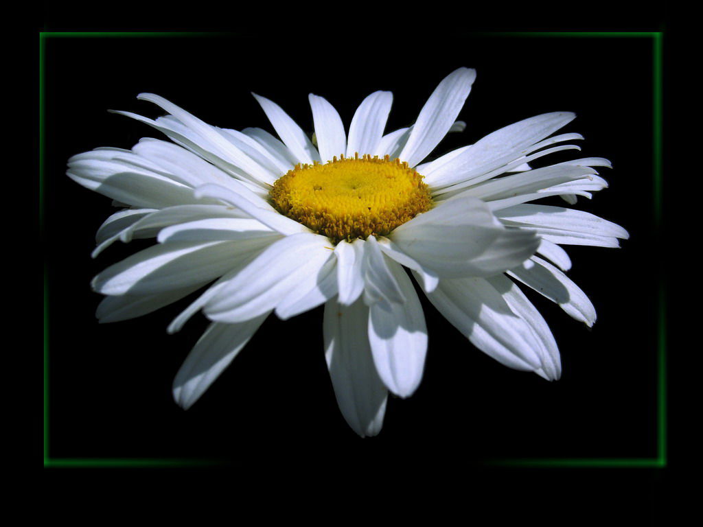 Владимир Васильев