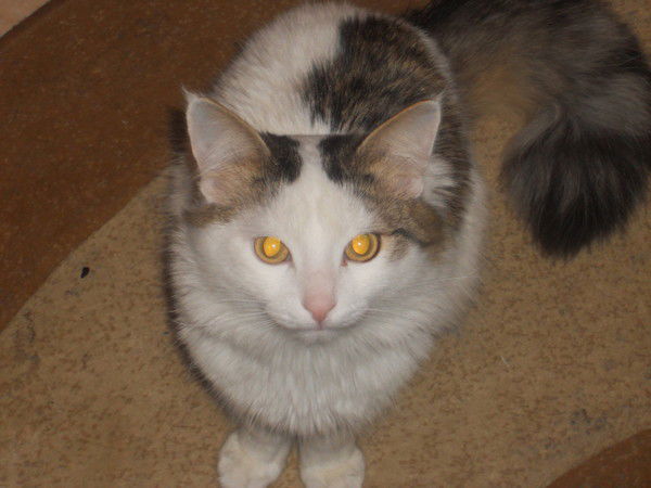 Дмитрий Росликов