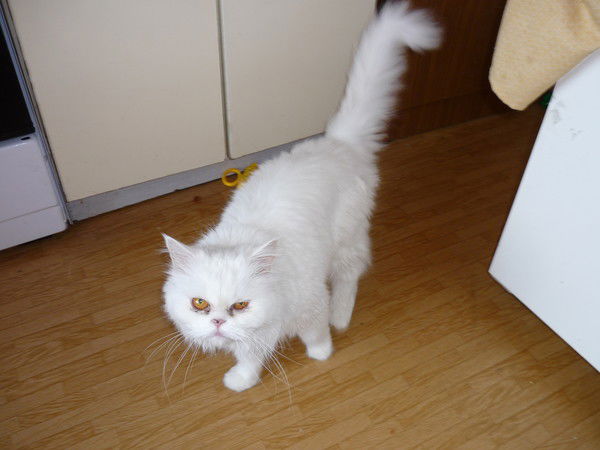 Наталия Сафонова