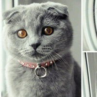 Карина Николаева