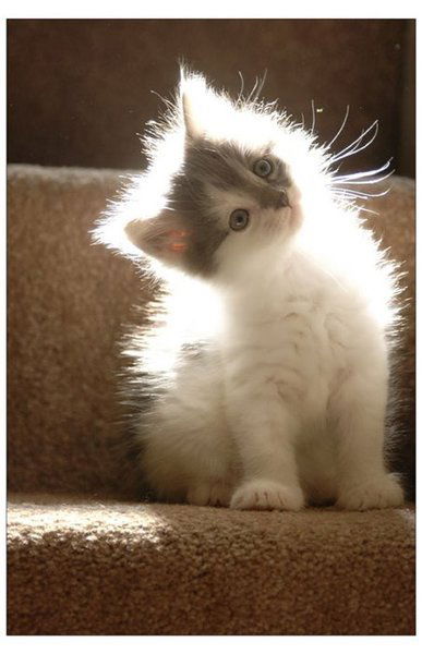 Ирина Ляшко