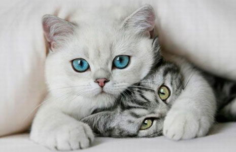 Kaтя Каштанова