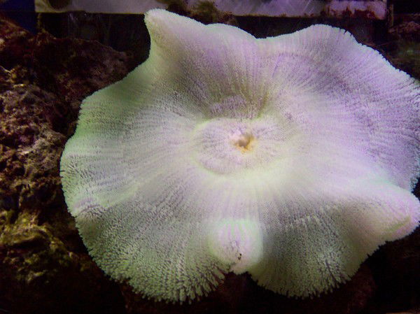 Марина Корженюк