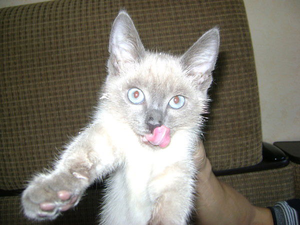 Александр Дерябин