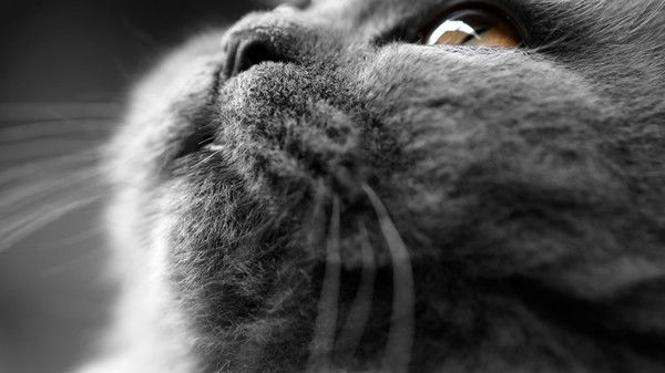 Ватрушка Пампушкина