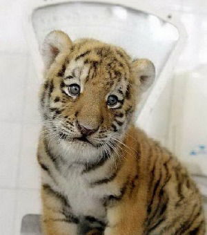 Лариса Третьякова