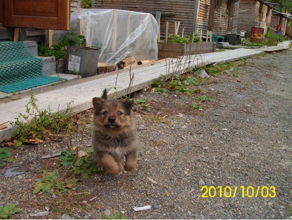 Александр Бекешко